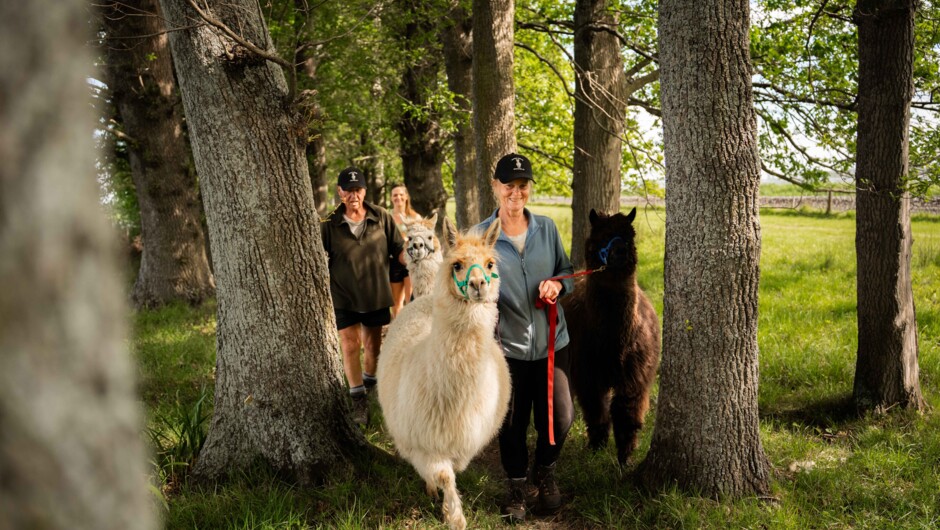 Take a gentle stroll through the oak tree grove with your own Alpaca