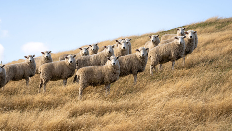 Mt Isthmus Villa, Sheep