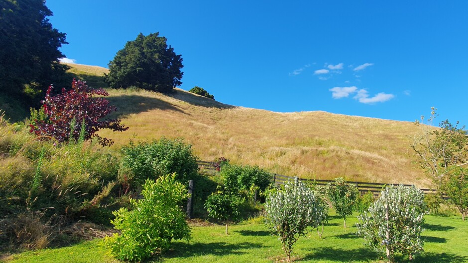 Te Tirohanga orchard