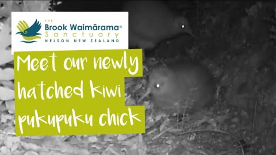 Kiwi Chick Foraging at Night | Brook Waimārama Sanctuary