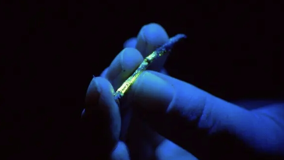 The forest comes alive at night