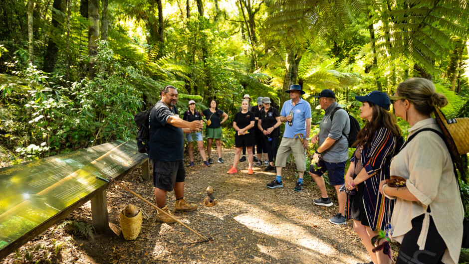 Learn about the mighty Moa itself and understand the vital role of manu (birds) as navigators and messengers.