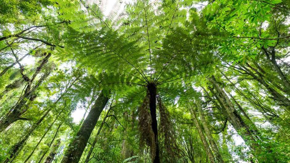 Explore how natural materials were used to craft hunting tools, build shelter, and protect iwi from the elements
