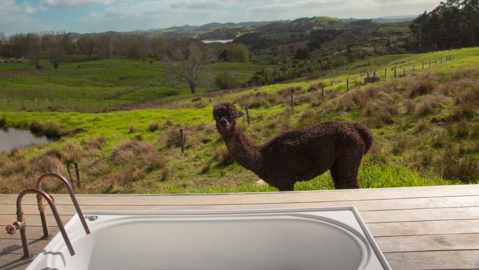Outdoor bath with Alpacas and view