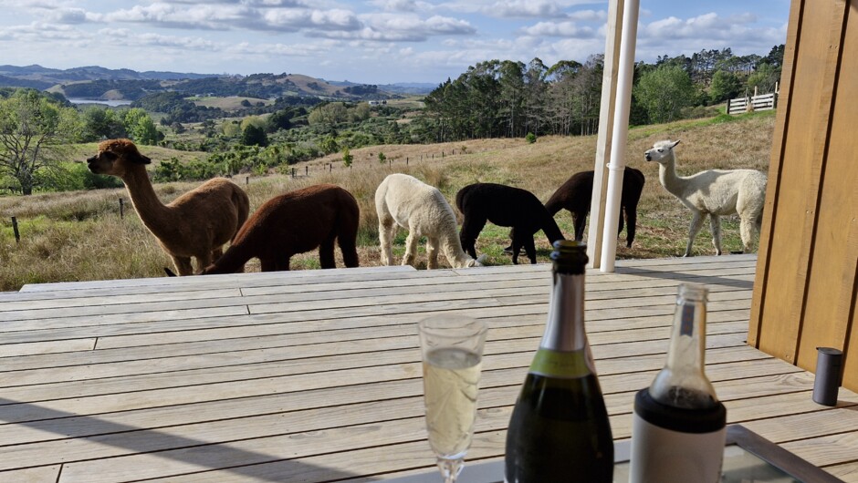 Happy hour with the Alpacas