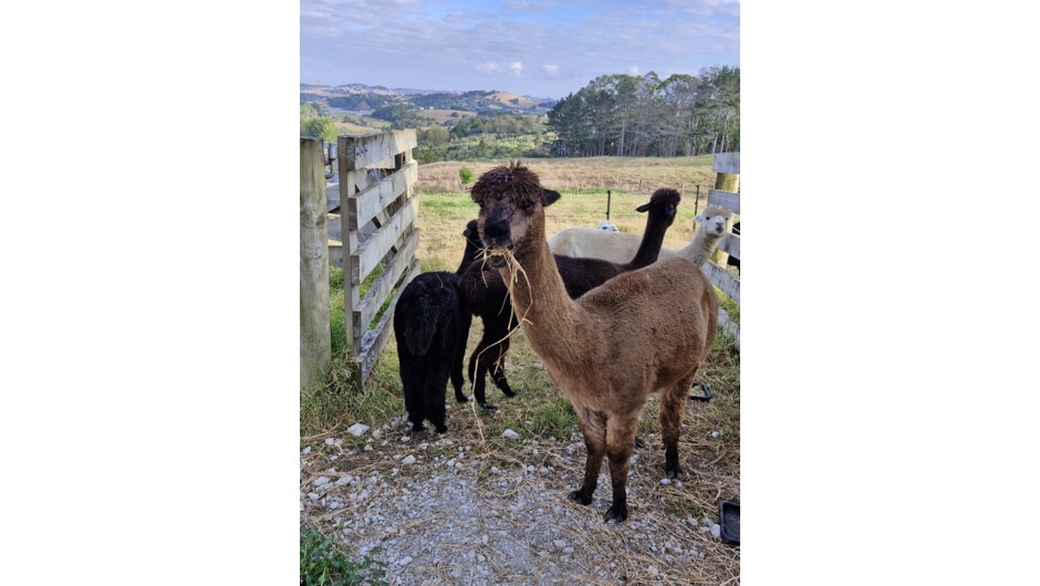 Kayla enjoying some hay
