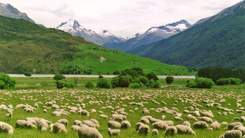 Paradise New Zealand