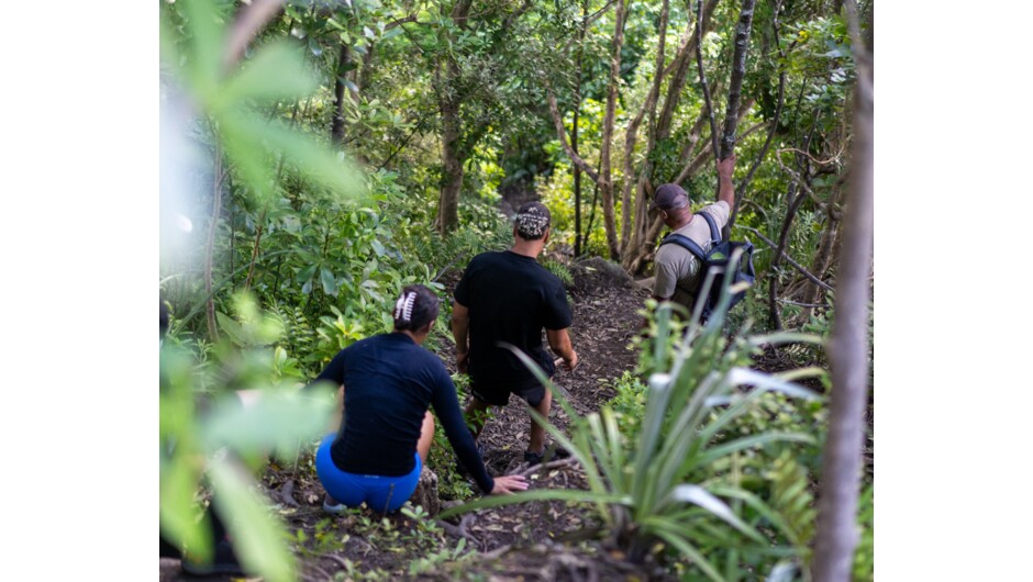 Descending nature's staircase on Hauturu