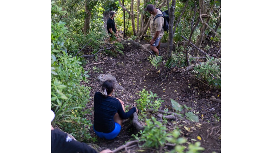 Descending nature's staircase on Hauturu