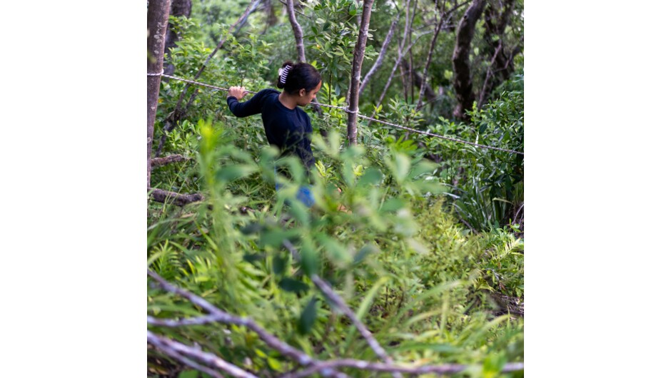Staying on track at Hauturu, pest free island
