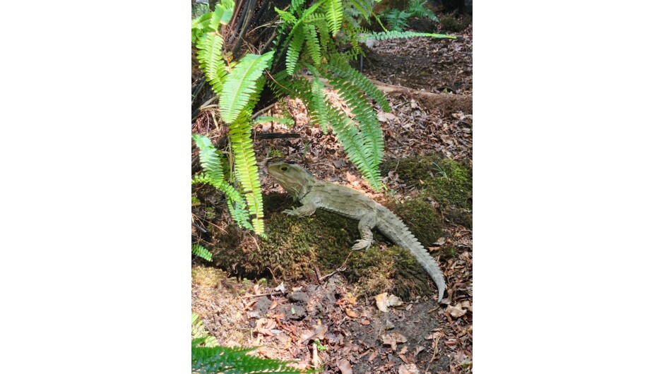 Fred one our Tuatara enjoying the soft moss.