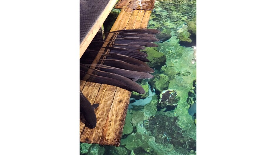 Longfin Eels resting on the feeding platform,  they look like they are about to have a race.
