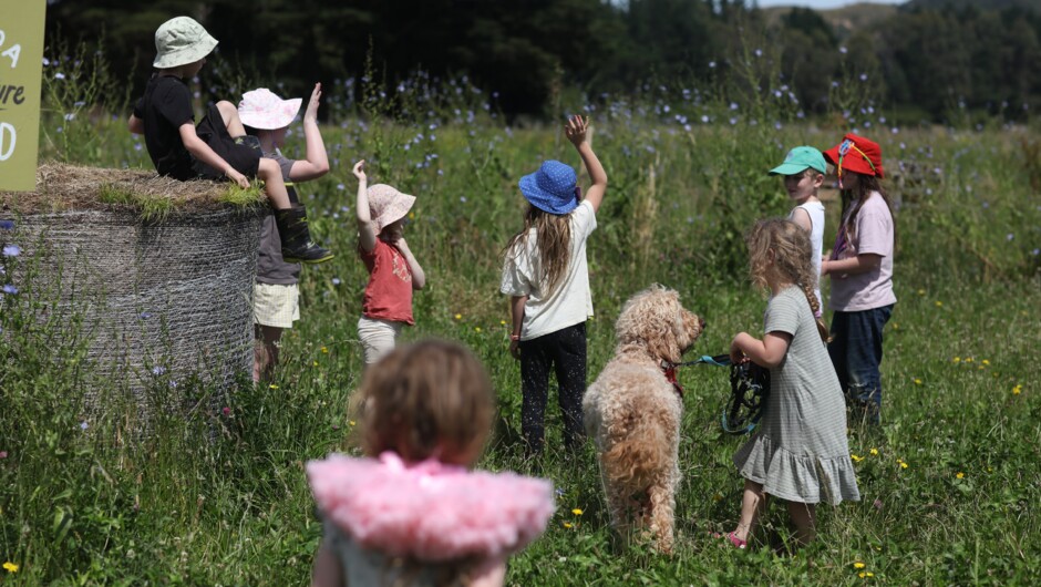 Pollinator research in the polyculture paddock at Mangaroa Farms
