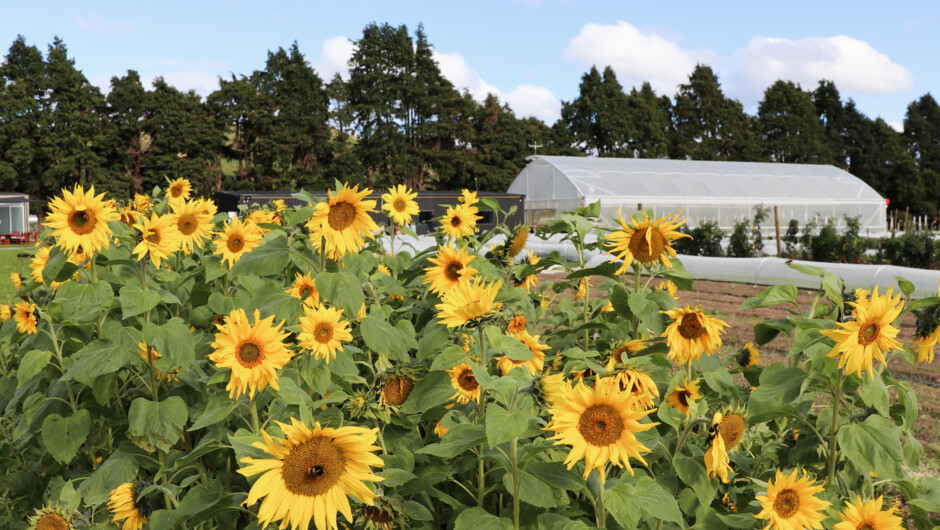 Sunflowers blooming beside the market garden