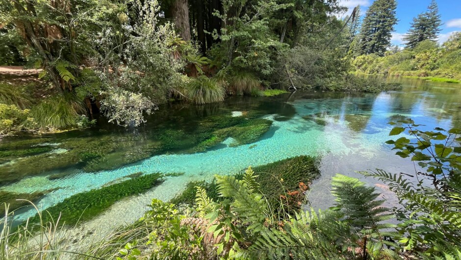 The Hamurana stream is fed by underground spring, and the water is gin clear. It is part of the river and lakes tour.