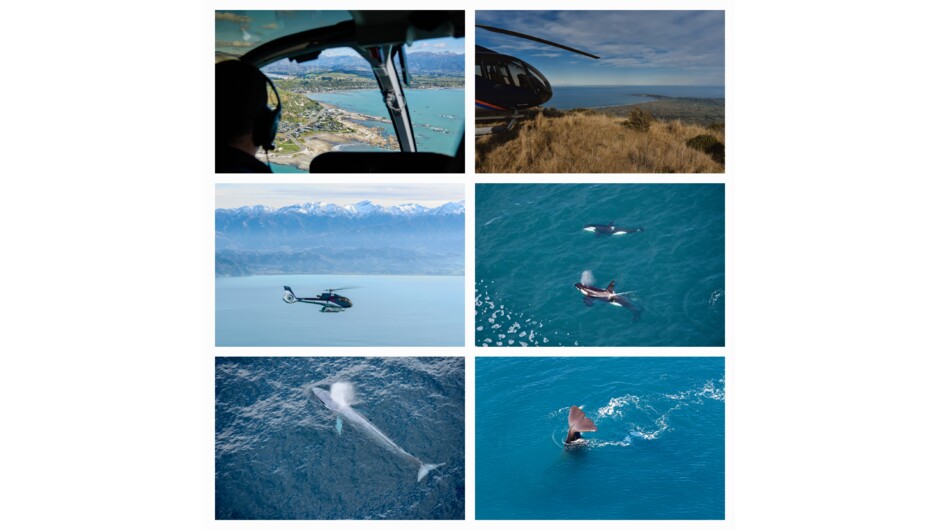 Kaikoura Whale Watching from Christchurch- Garden City Helicopters