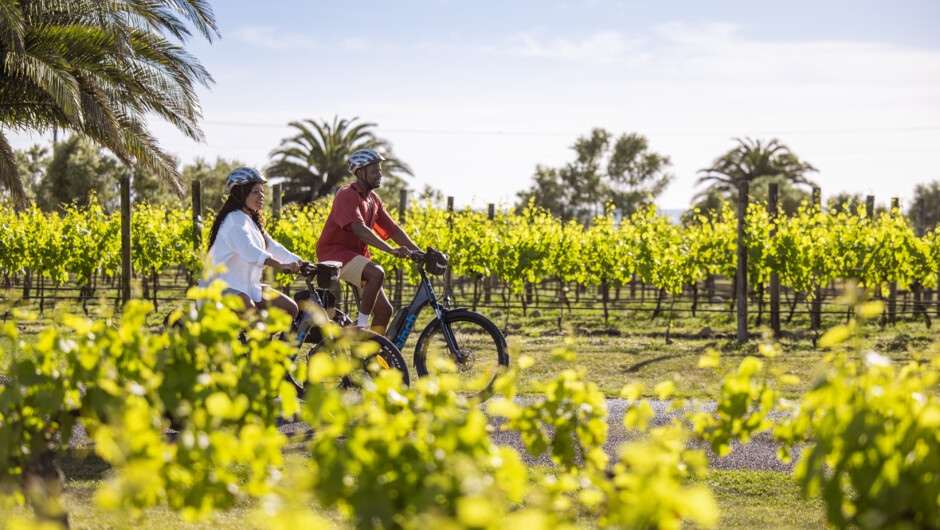 Cycle through the vineyards