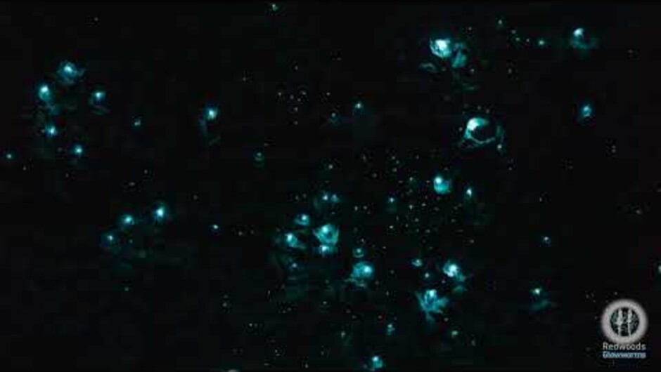REDWOODS GLOWWORMS TIME LAPSE | ROTORUA | NEW ZEALAND