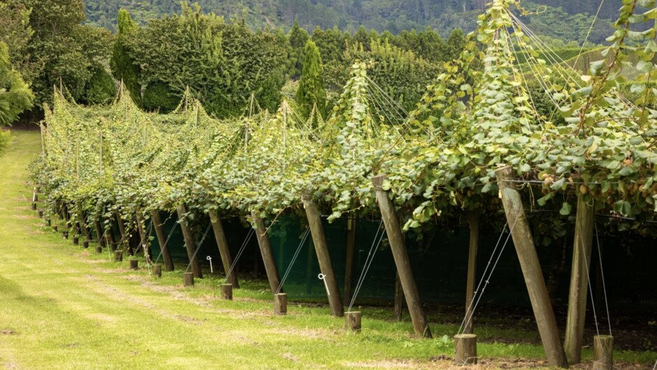 Kiwi Orchard