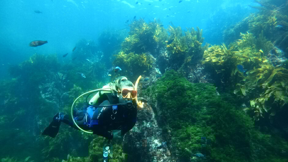 Stunning underwater kelp forests to explore