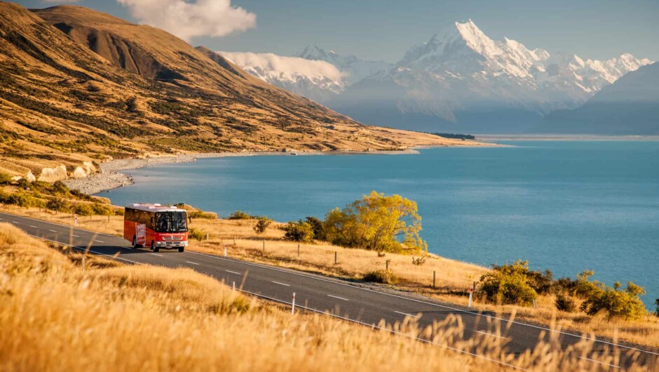 Stray Bus