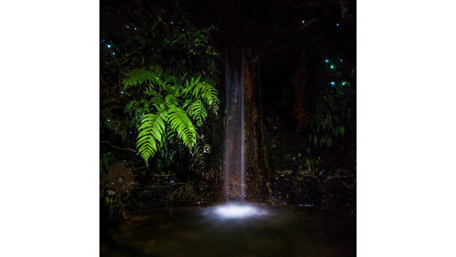 Pukaha Glow Worms
