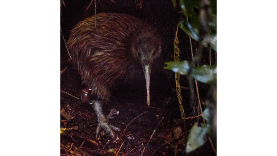 Pukaha kiwi
