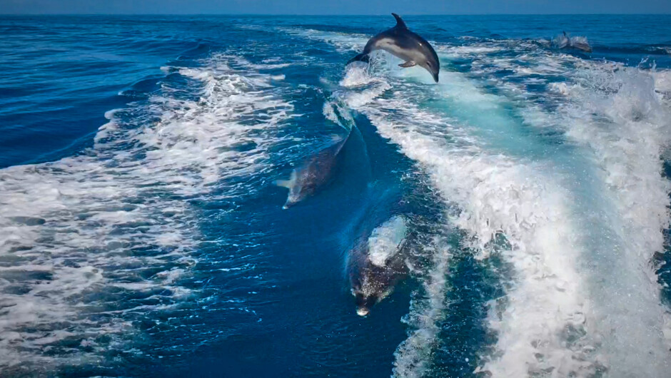 Bottle nose dolphins playing with the boat wake
