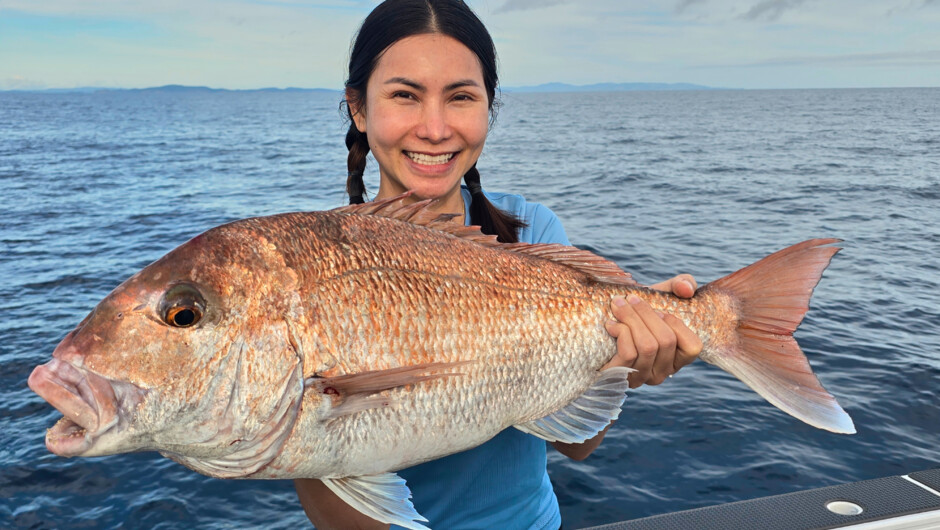Haurali Gulf Snapper