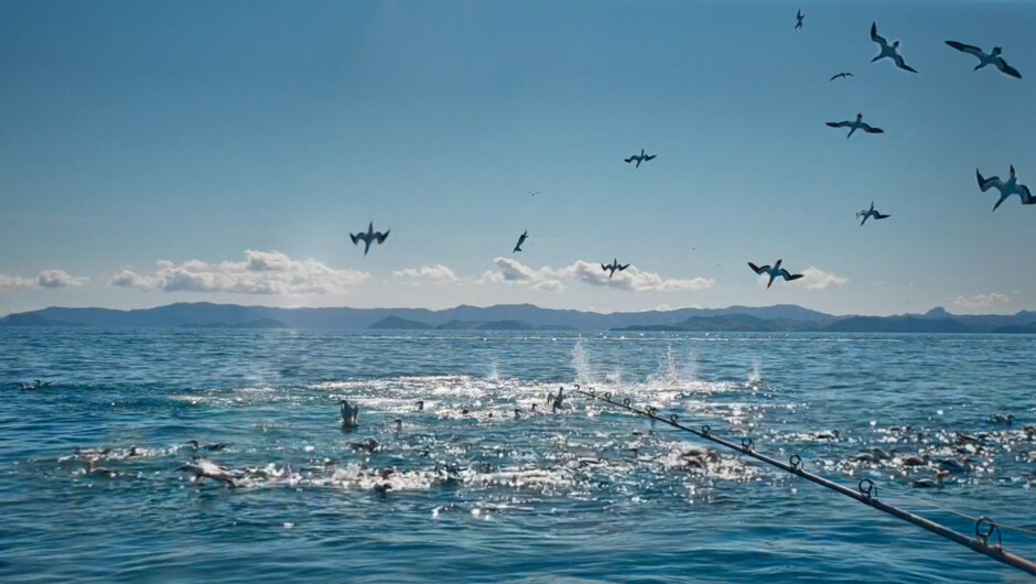 The Famous Hauraki Gulf "Workups" - Dolphins, whales and diving birds feeding frenzies