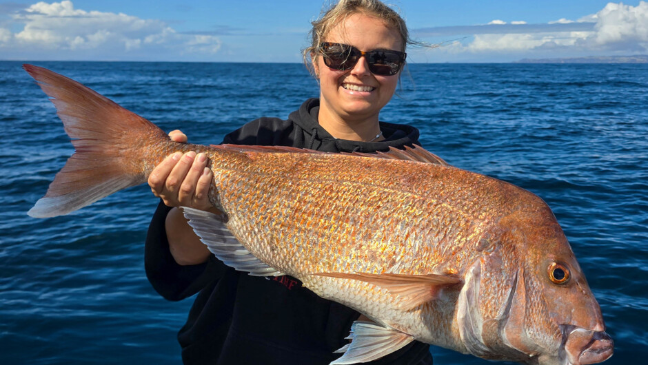 Trophy Hauraki Gulf Snapper