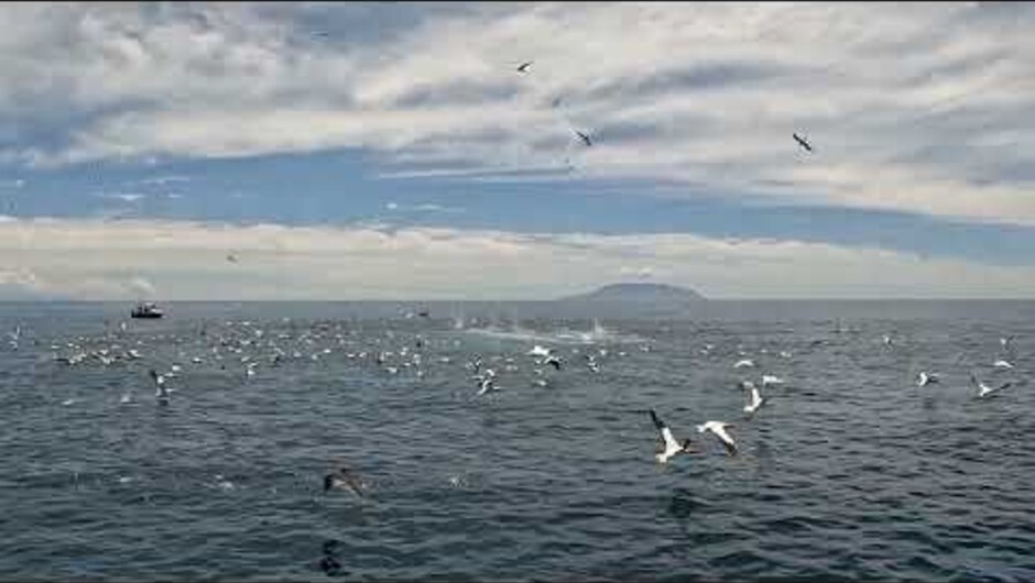 Fish 'n Dips &amp; Triton Charters - Workup / Frenzy Madness