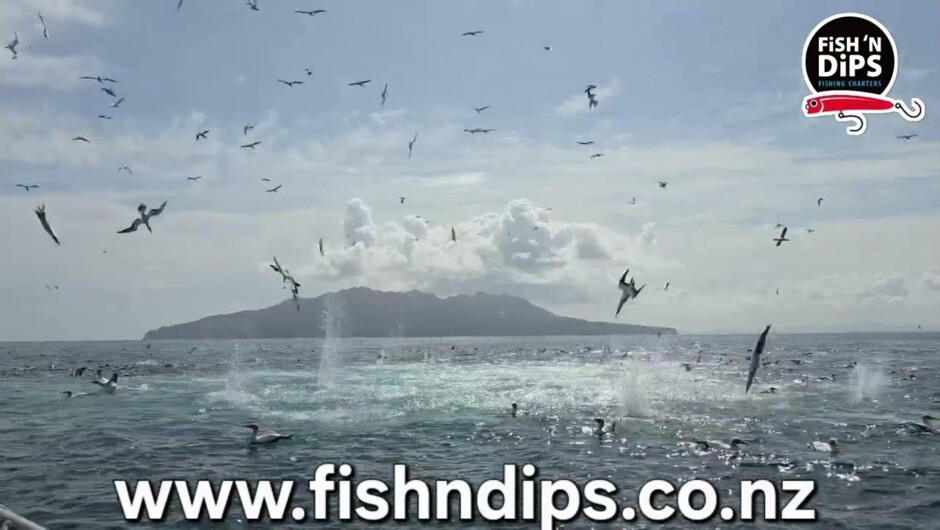 Workups - Feeding frenzies that the Hauraki Gulf is famous for