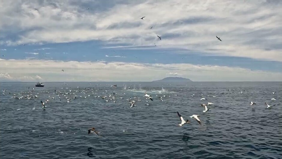 Fish 'n Dips Charters - Workup / Frenzy Madness Magnet 101