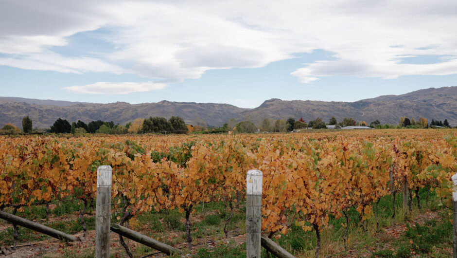 Leaves changing colours in the vineyard