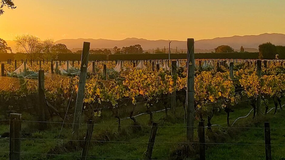 Sunset on the vines