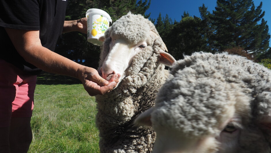 Hand feed our pet sheep (Charlie and Bob)
