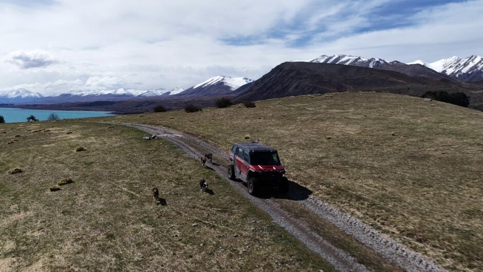 Taking the farm dogs for a walk in the Polaris