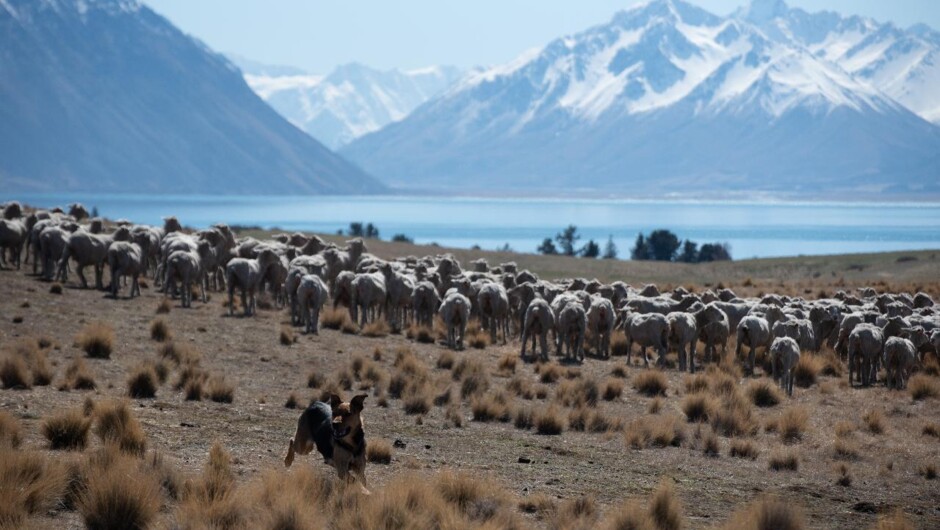 Working dog herding Merino sheep