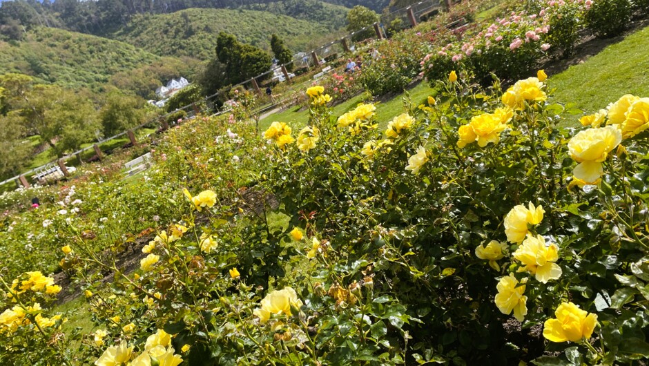 Lady Noorwood Rose Garden