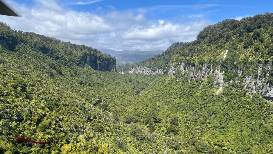 Dense New Zealand West Coast rainforest