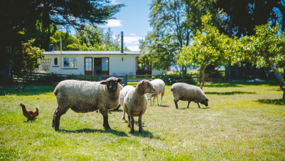 Get close to our friendly sheep, deer, hens and ducks at St Leonards Vineyard Cottages.