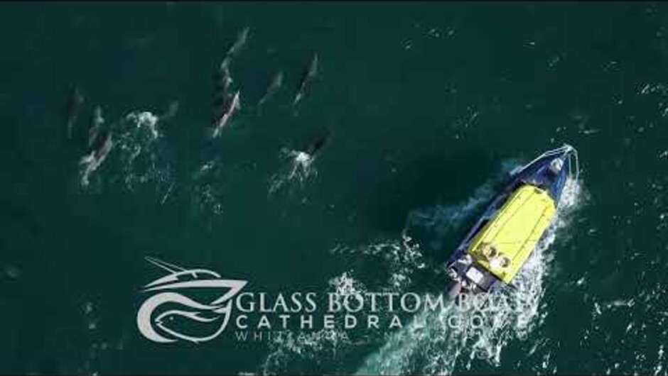 Glass Bottom Boat Whitianga Tour