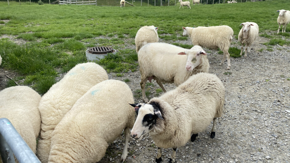 Sheep