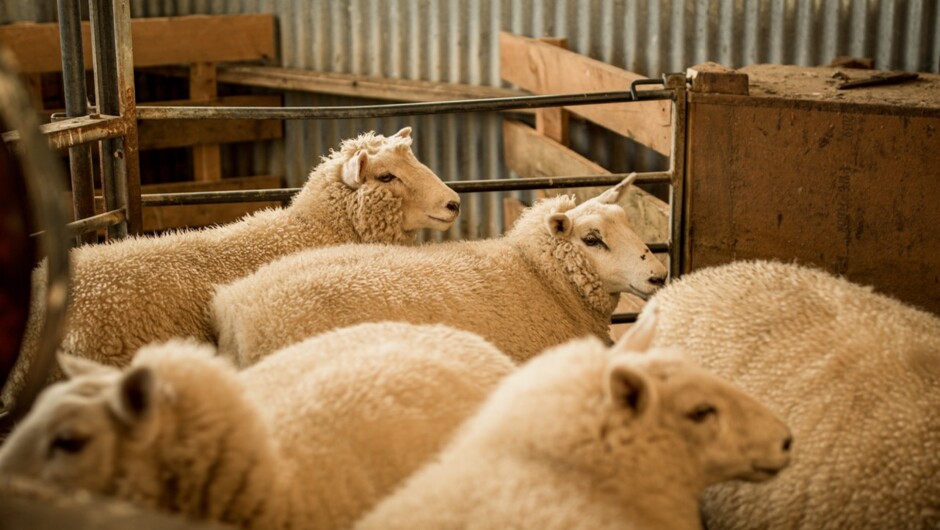 Sheep