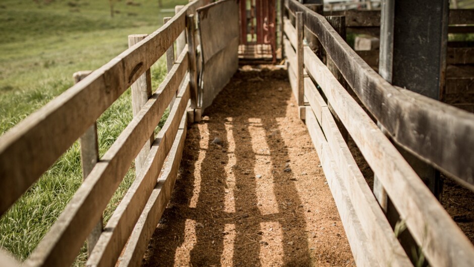Shearing