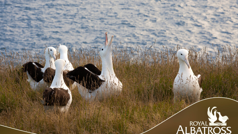Albatross courting party