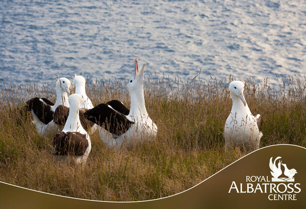 Your only chance to see the world's only mainland Royal Albatross breeding colony. Visit our exclusive observatory in the nature reserve to see giant albatross throughout their breeding cycle as they court, lay eggs and raise huge fluffy chicks.
