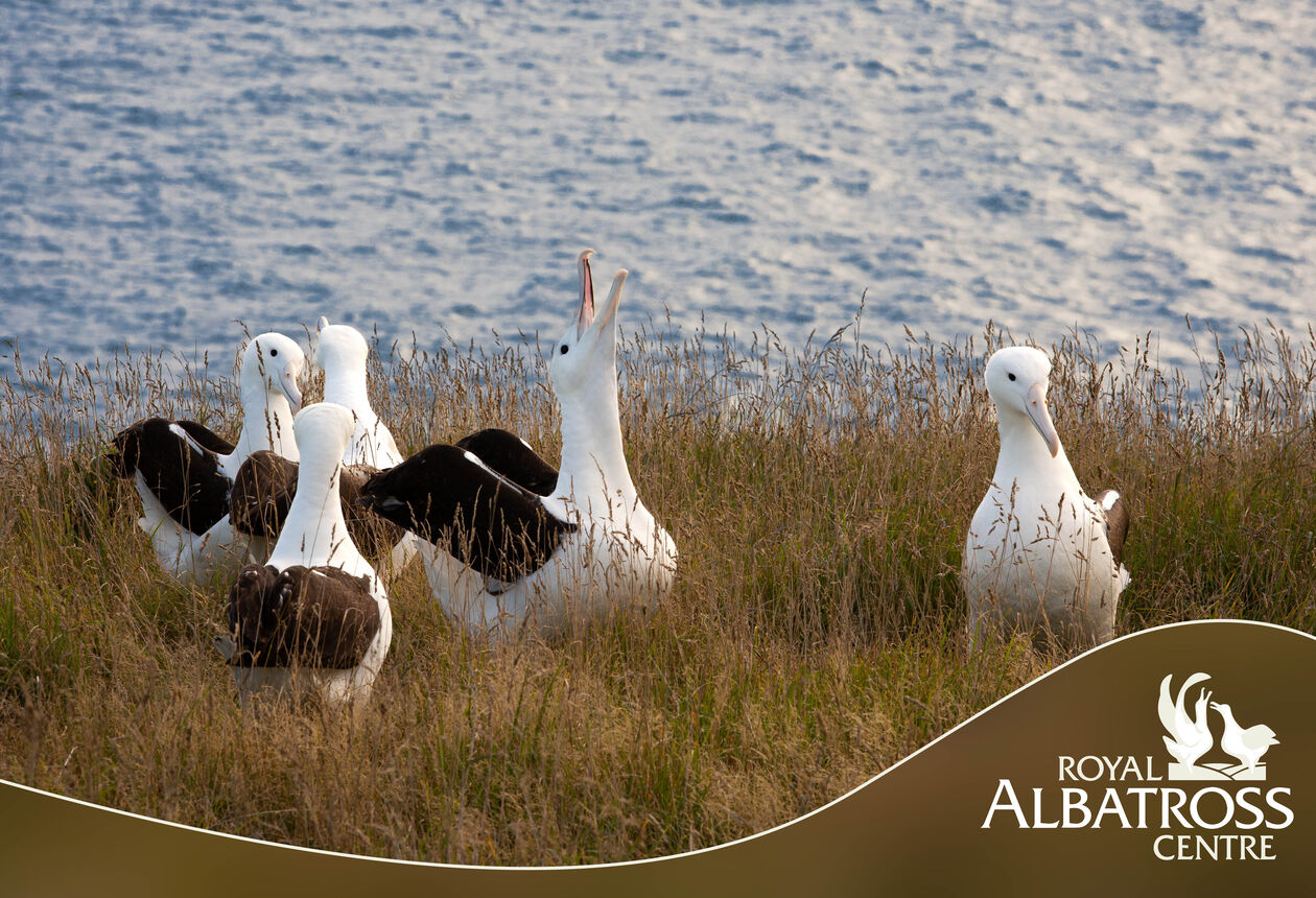 Your only chance to see - the world's only mainland Royal Albatross breeding colony. Visit our exclusive observatory in the nature reserve to see giant albatross throughout their breeding cycle as they court, lay eggs and raise huge fluffy chicks.