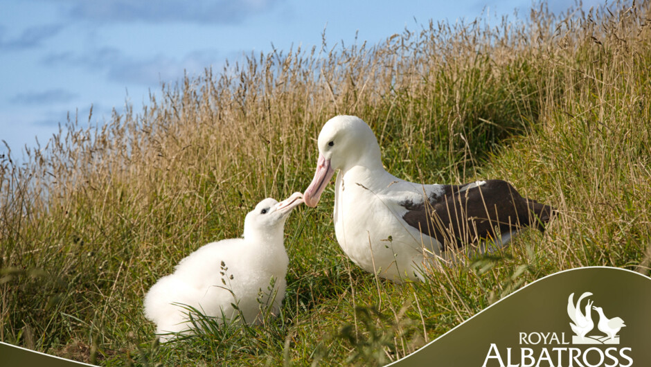 4 month old chick begging for food.
